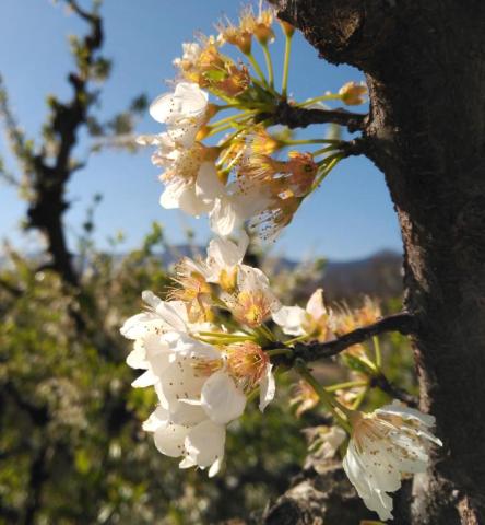 Terra de floració